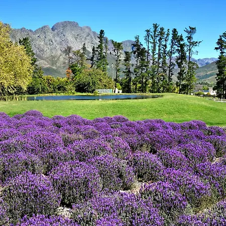 Lavender Farm Boutique Guest House-2